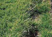 Ameri-Turf Grass