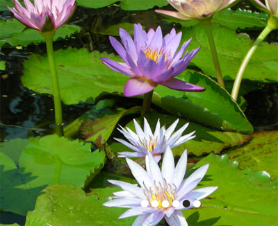Sunland Water Garderns Lillies